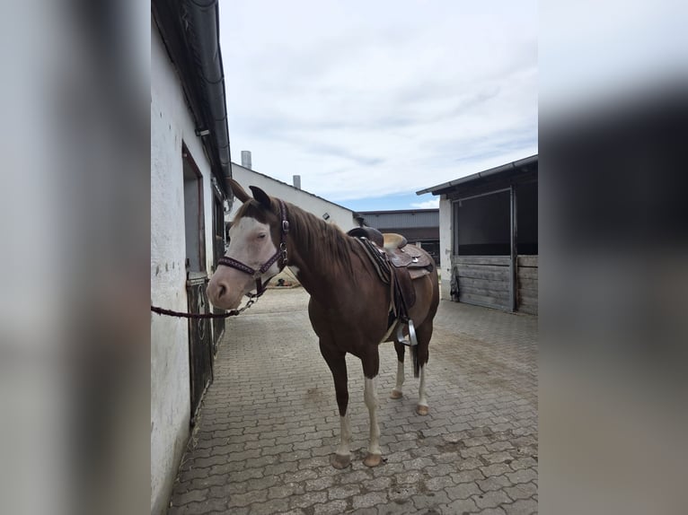American Quarter Horse Giumenta 5 Anni 154 cm Sauro in Freystadt