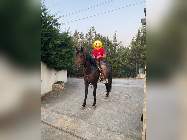 American Quarter Horse Giumenta 5 Anni 155 cm Baio in Solarino