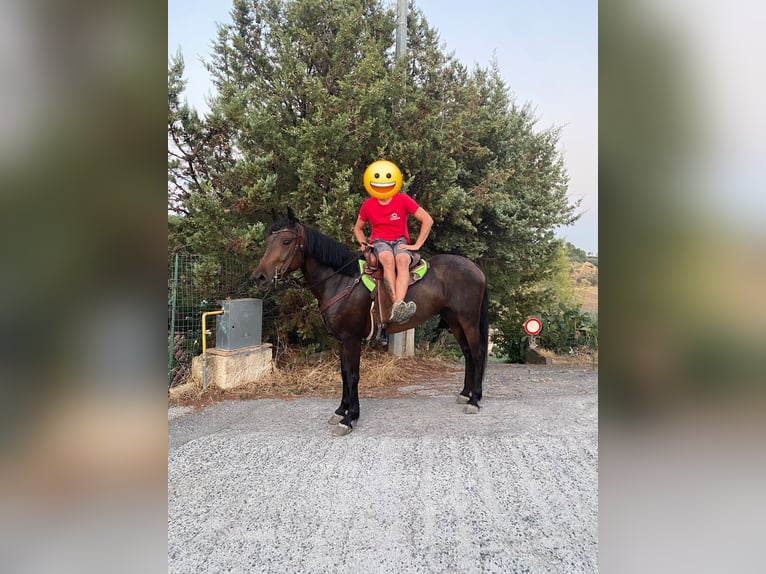 American Quarter Horse Giumenta 5 Anni 155 cm Baio in Solarino