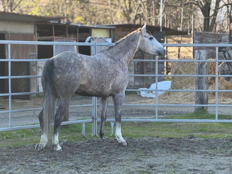American Quarter Horse Giumenta 5 Anni 155 cm Grigio in Sarzana