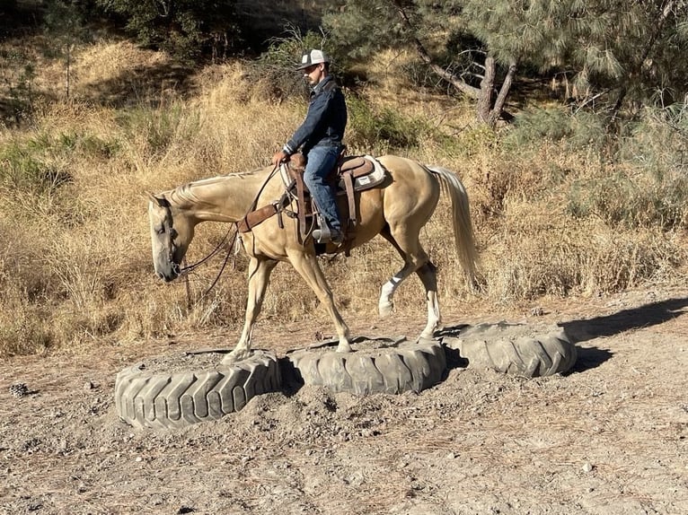 American Quarter Horse Giumenta 5 Anni 155 cm Palomino in Paicines CA