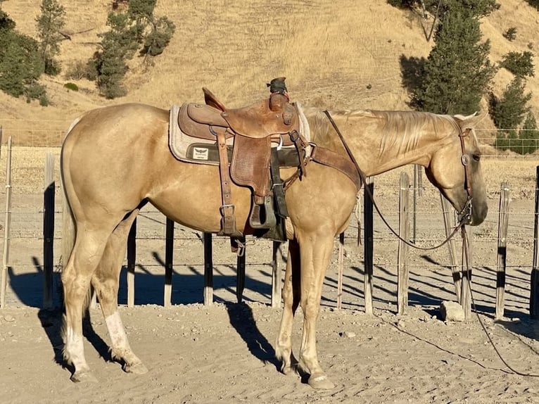 American Quarter Horse Giumenta 5 Anni 155 cm Palomino in Paicines CA