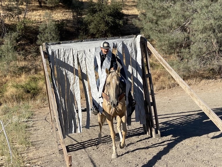 American Quarter Horse Giumenta 5 Anni 155 cm Palomino in Paicines CA