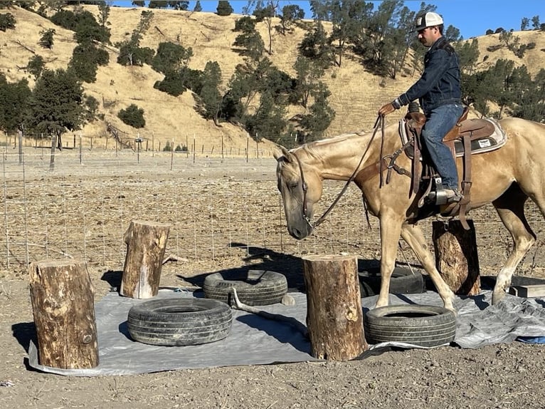 American Quarter Horse Giumenta 5 Anni 155 cm Palomino in Paicines CA