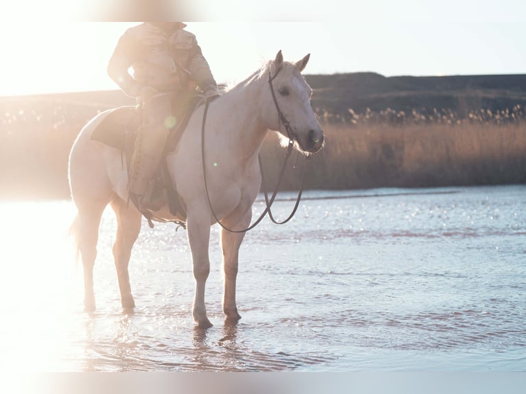 American Quarter Horse Giumenta 5 Anni 155 cm Palomino in Umbarger