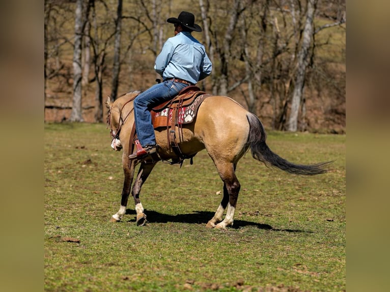 American Quarter Horse Giumenta 5 Anni 155 cm Pelle di daino in Santa Fe, TN