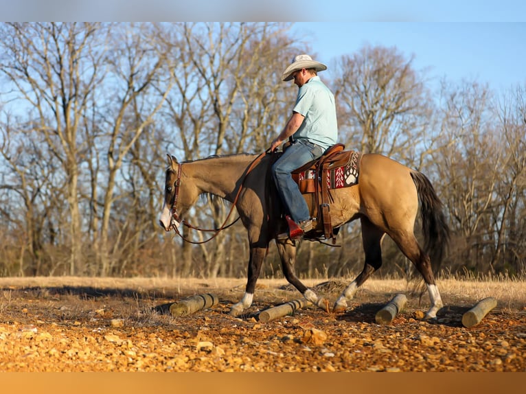 American Quarter Horse Giumenta 5 Anni 155 cm Pelle di daino in Santa Fe, TN