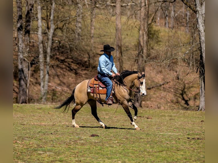 American Quarter Horse Giumenta 5 Anni 155 cm Pelle di daino in Santa Fe, TN