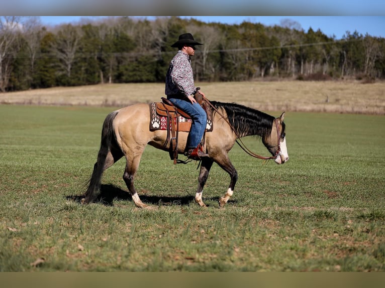 American Quarter Horse Giumenta 5 Anni 155 cm Pelle di daino in Santa Fe, TN