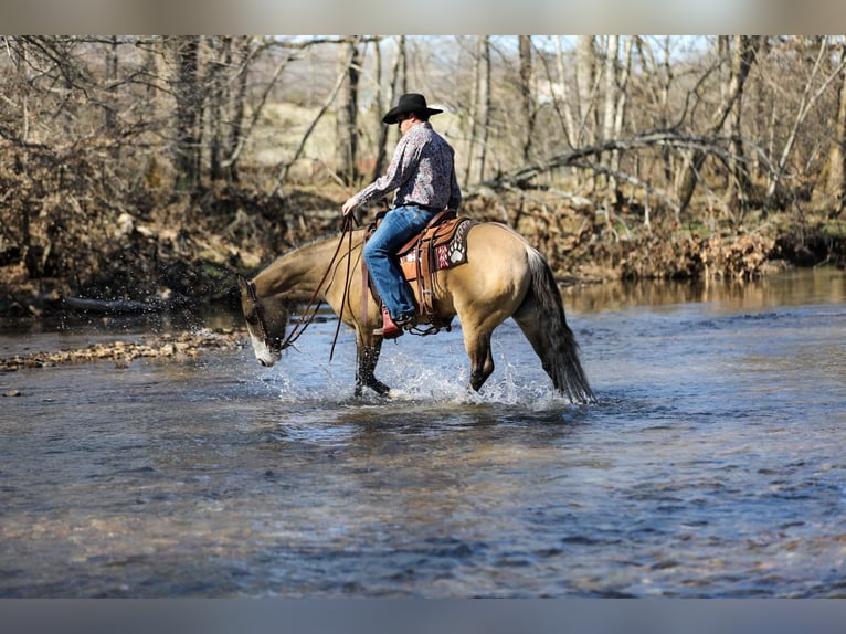 American Quarter Horse Giumenta 5 Anni 155 cm Pelle di daino in Santa Fe, TN