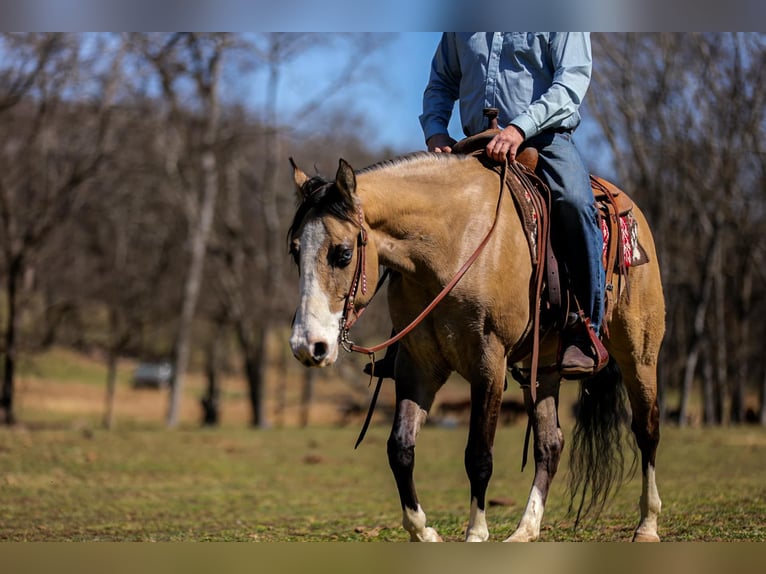 American Quarter Horse Giumenta 5 Anni 155 cm Pelle di daino in Santa Fe, TN