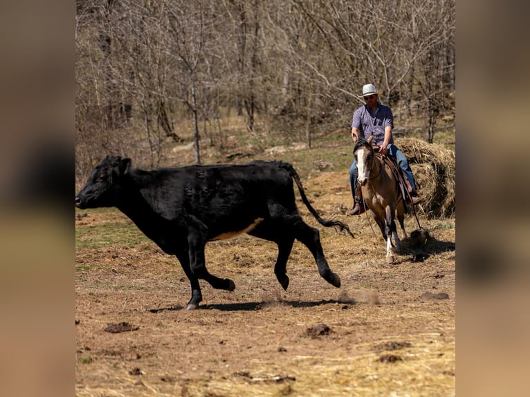 American Quarter Horse Giumenta 5 Anni 155 cm Pelle di daino in Santa Fe, TN