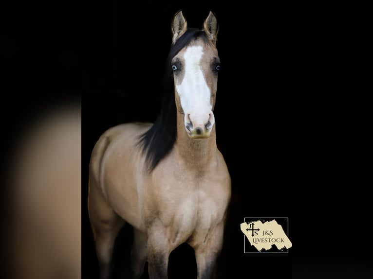 American Quarter Horse Giumenta 5 Anni 155 cm Pelle di daino in Santa Fe, TN