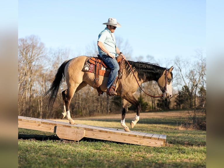 American Quarter Horse Giumenta 5 Anni 155 cm Pelle di daino in Santa Fe, TN