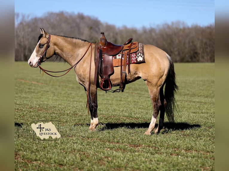 American Quarter Horse Giumenta 5 Anni 155 cm Pelle di daino in Santa Fe, TN