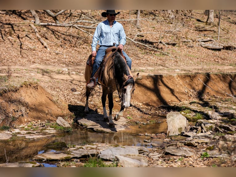 American Quarter Horse Giumenta 5 Anni 155 cm Pelle di daino in Santa Fe, TN