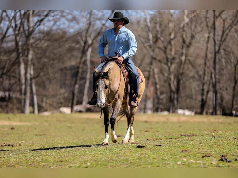 American Quarter Horse Giumenta 5 Anni 155 cm Pelle di daino in Santa Fe, TN