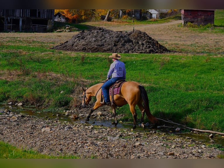 American Quarter Horse Giumenta 5 Anni 155 cm Pelle di daino in Wooster