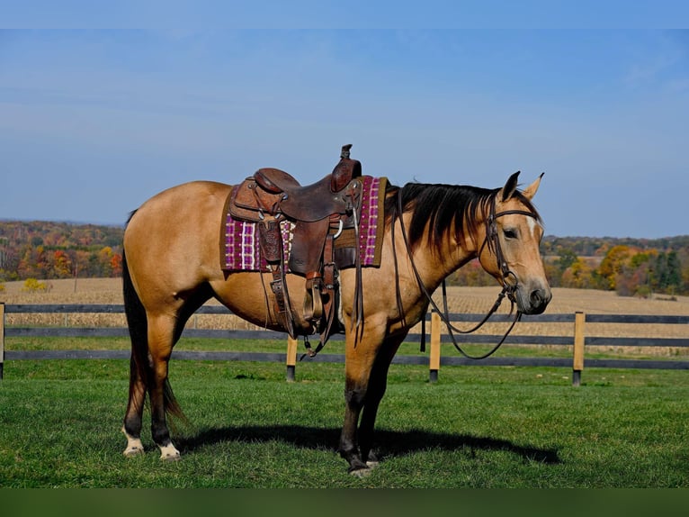 American Quarter Horse Giumenta 5 Anni 155 cm Pelle di daino in Wooster