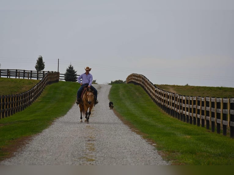 American Quarter Horse Giumenta 5 Anni 155 cm Pelle di daino in Wooster