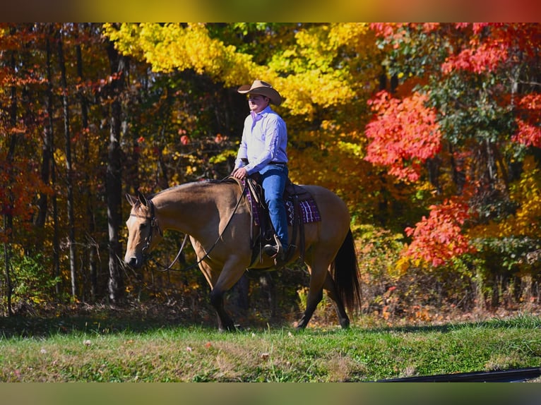 American Quarter Horse Giumenta 5 Anni 155 cm Pelle di daino in Wooster