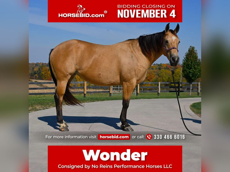 American Quarter Horse Giumenta 5 Anni 155 cm Pelle di daino in Wooster