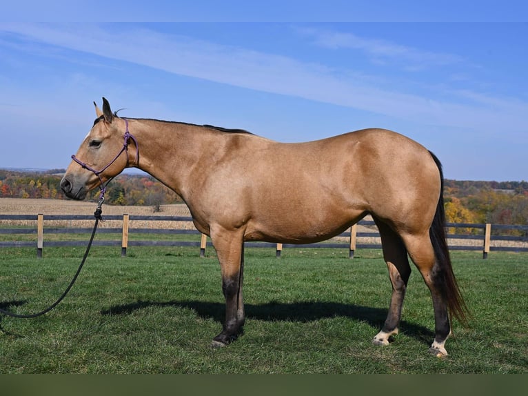 American Quarter Horse Giumenta 5 Anni 155 cm Pelle di daino in Wooster