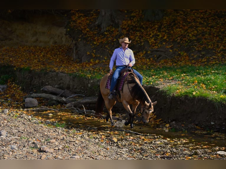 American Quarter Horse Giumenta 5 Anni 155 cm Pelle di daino in Wooster