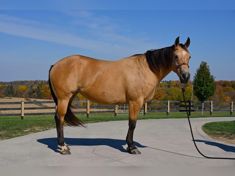 American Quarter Horse Giumenta 5 Anni 155 cm Pelle di daino in Wooster