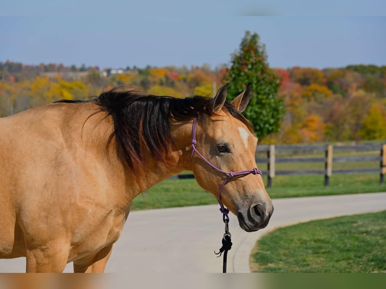 American Quarter Horse Giumenta 5 Anni 155 cm Pelle di daino in Wooster