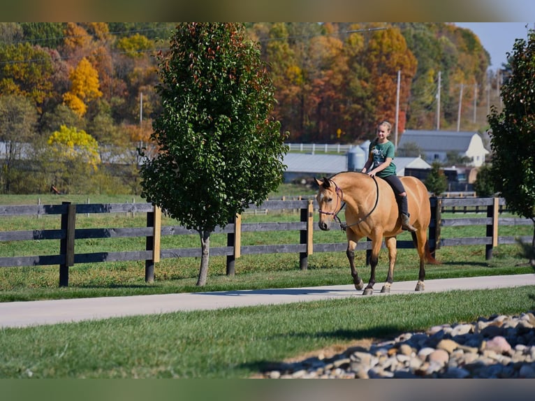 American Quarter Horse Giumenta 5 Anni 155 cm Pelle di daino in Wooster