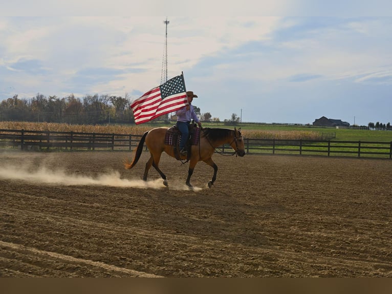 American Quarter Horse Giumenta 5 Anni 155 cm Pelle di daino in Wooster