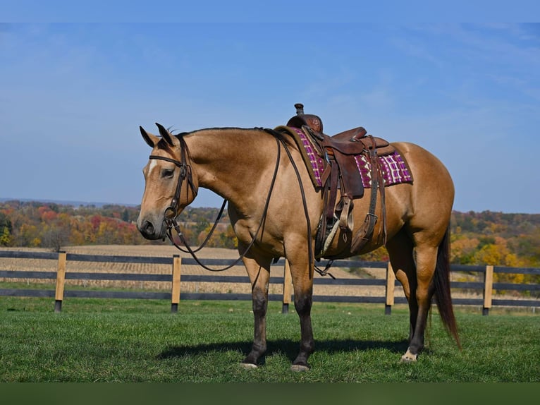 American Quarter Horse Giumenta 5 Anni 155 cm Pelle di daino in Wooster