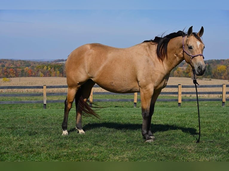 American Quarter Horse Giumenta 5 Anni 155 cm Pelle di daino in Wooster