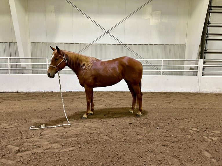 American Quarter Horse Giumenta 5 Anni 155 cm Sauro ciliegia in Cannon Falls, MN