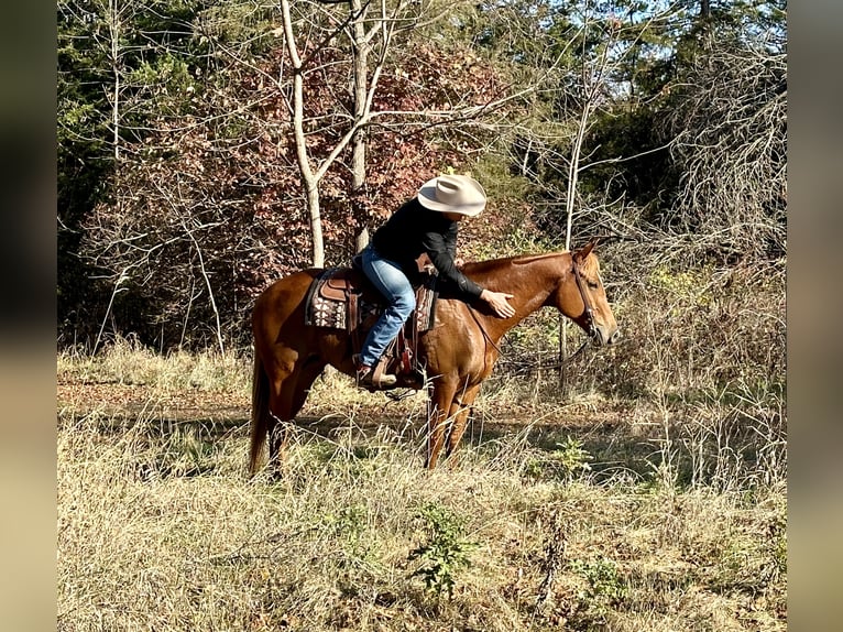 American Quarter Horse Giumenta 5 Anni 155 cm Sauro ciliegia in Cannon Falls, MN