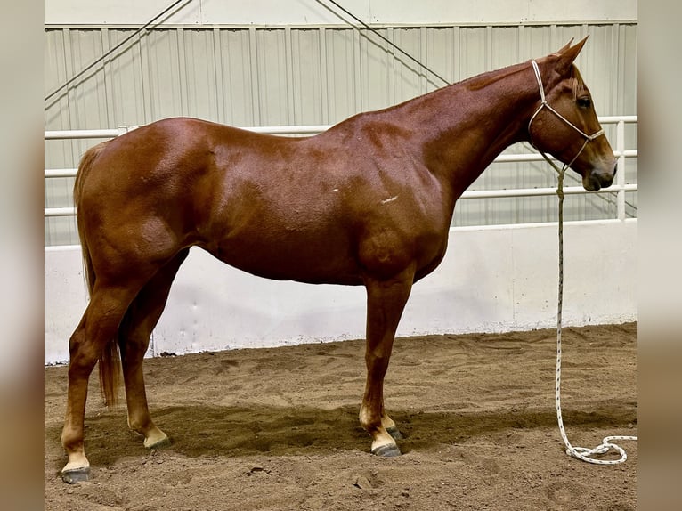 American Quarter Horse Giumenta 5 Anni 155 cm Sauro ciliegia in Cannon Falls, MN