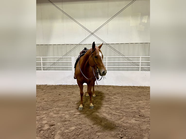 American Quarter Horse Giumenta 5 Anni 155 cm Sauro ciliegia in Cannon Falls, MN