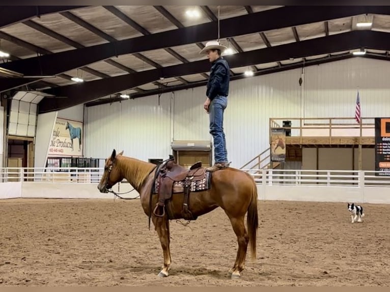 American Quarter Horse Giumenta 5 Anni 155 cm Sauro ciliegia in Cannon Falls, MN