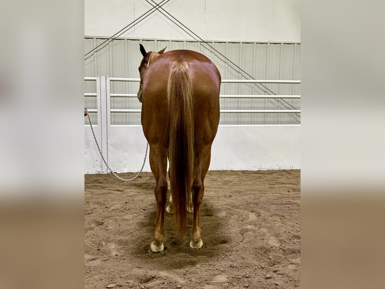 American Quarter Horse Giumenta 5 Anni 155 cm Sauro ciliegia in Cannon Falls, MN