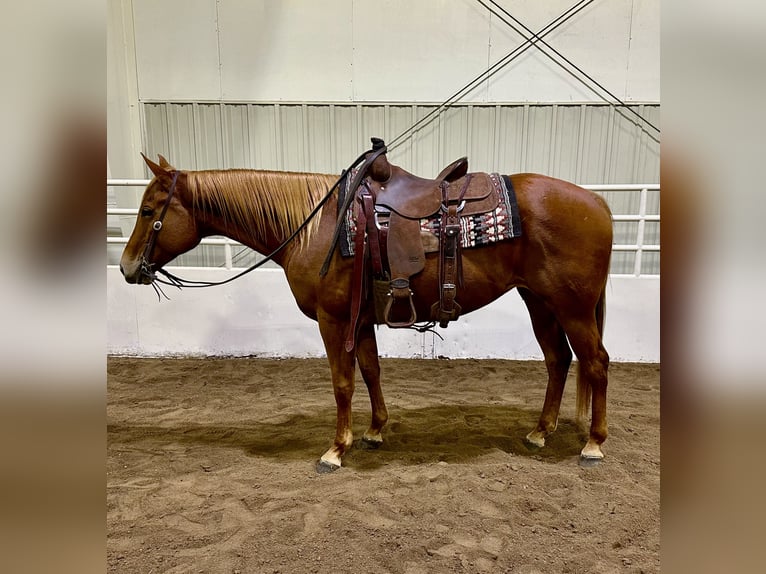 American Quarter Horse Giumenta 5 Anni 155 cm Sauro ciliegia in Cannon Falls, MN