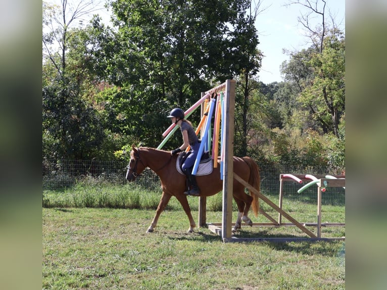 American Quarter Horse Mix Giumenta 5 Anni 155 cm Sauro scuro in Howell