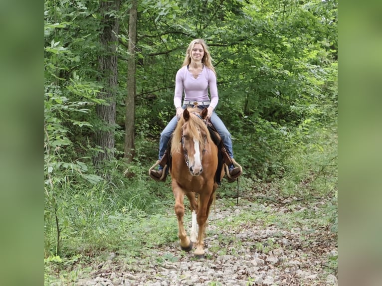 American Quarter Horse Mix Giumenta 5 Anni 155 cm Sauro scuro in Howell