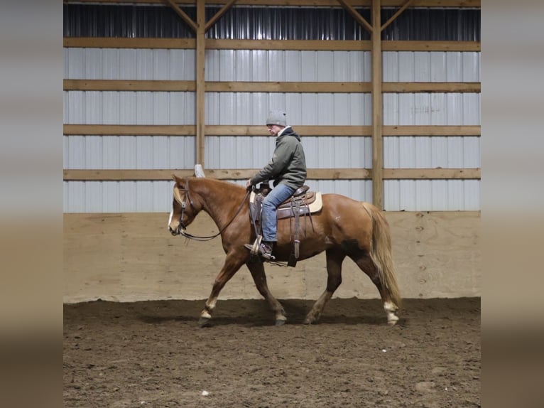 American Quarter Horse Mix Giumenta 5 Anni 155 cm Sauro scuro in Howell
