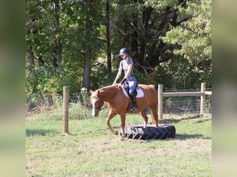 American Quarter Horse Mix Giumenta 5 Anni 155 cm Sauro scuro in Howell