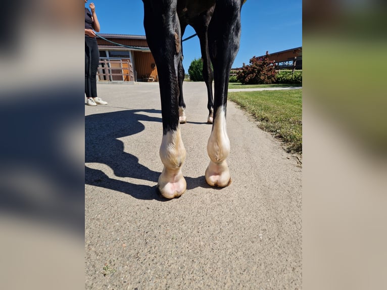 American Quarter Horse Giumenta 5 Anni 156 cm Morello in Korntal-Münchingen