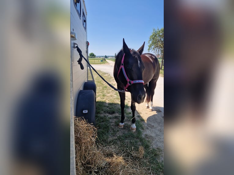 American Quarter Horse Giumenta 5 Anni 156 cm Morello in Korntal-Münchingen