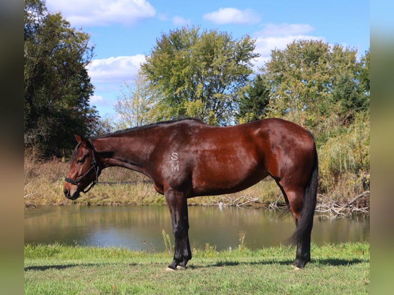 American Quarter Horse Giumenta 5 Anni 157 cm Baio ciliegia in Howell