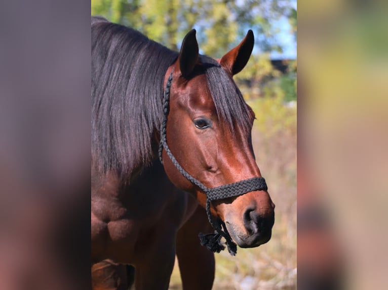 American Quarter Horse Giumenta 5 Anni 157 cm Baio ciliegia in Howell