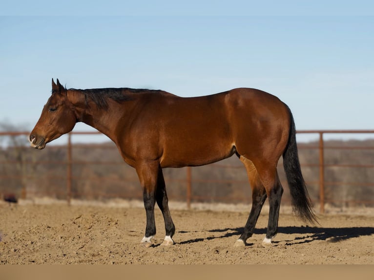 American Quarter Horse Giumenta 5 Anni 157 cm Baio ciliegia in Princeton, MO